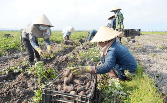 Nông dân Gia Lai thua lỗ do trồng khoai lang Nhật tự phát