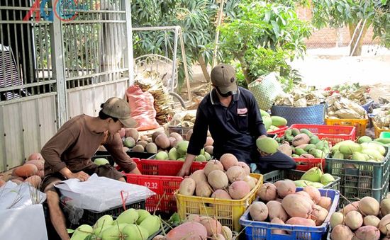 An Giang xuất khẩu lô xoài ba màu đầu tiên sang Australia