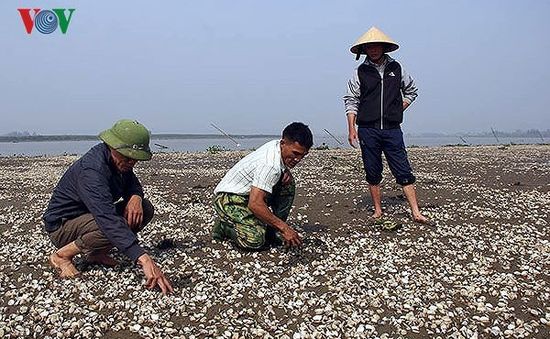 Nhiều giải pháp khắc phục tình trạng nghêu chết hàng loạt ở Trà Vinh