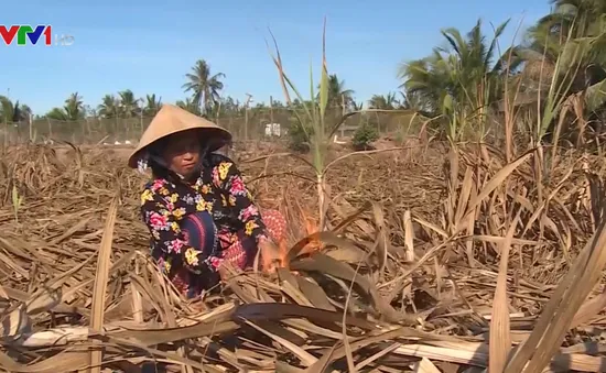 Nỗ lực ứng phó biến đổi khí hậu gắn với phát triển bền vững