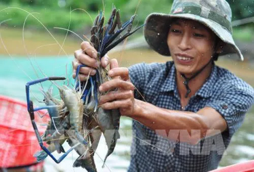 Bộ Nông nghiệp và Phát triển nông thôn khuyến cáo nên đẩy mạnh nuôi tôm sú