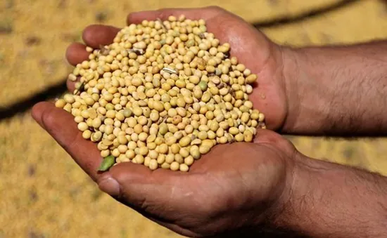 Trung Quốc chưa thể thay thế nguồn cung đậu nành Mỹ