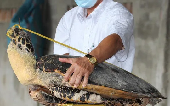 Trừng phạt nghiêm khắc đối tượng mua bán, tàng trữ số lượng lớn xác rùa biển nguy cấp, quý hiếm