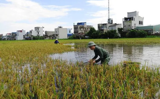 Mưa lớn, hàng nghìn hecta lúa tại Cà Mau bị ngập nước