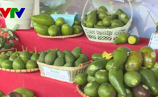 Hội thi tôn vinh sản phẩm bơ Đắk Nông