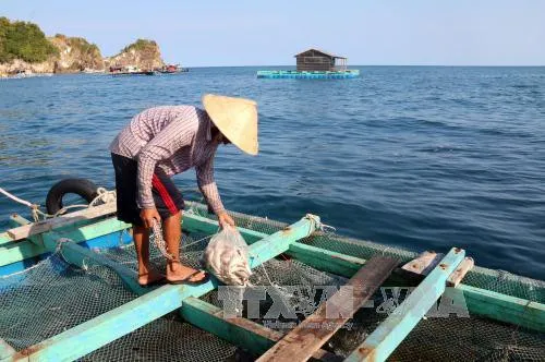 Cá nuôi bè ở Hòn Nghệ (Kiên Giang) liên tục chết bất thường