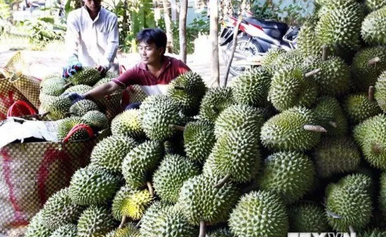 Sầu riêng Khánh Sơn tăng giá kỷ lục