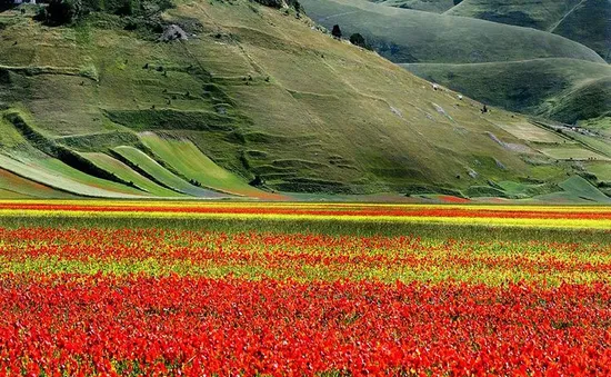 Quyến rũ thảm hoa khổng lồ tại Umbria, Italy