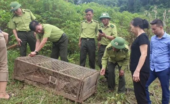 Thả cá thể trăn gấm trên 30kg vào rừng