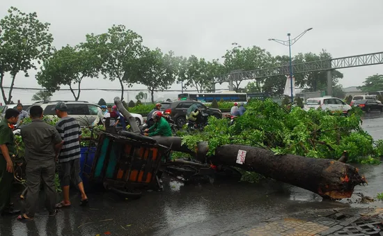 Lưu ý đề phòng cây ngã đổ khi lưu thông trong mùa mưa