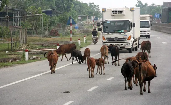 TP.HCM: Người dân bất an vì tình trạng gia súc “tham gia” giao thông