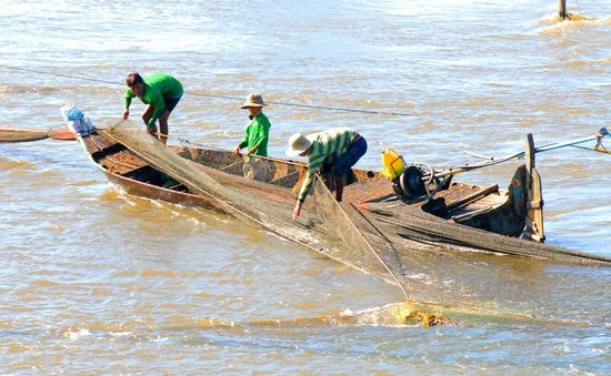 Cảnh báo tình trạng tận diệt cá non đầu mùa lũ