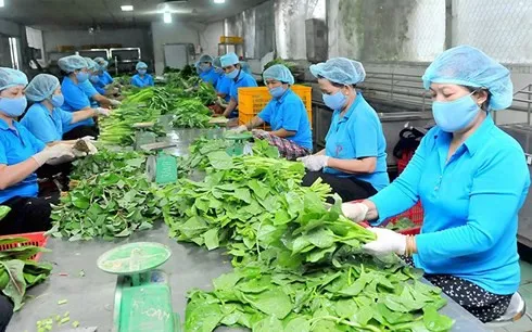 Nhiều giải pháp phát triển 15.000 hợp tác xã nông nghiệp hiệu quả