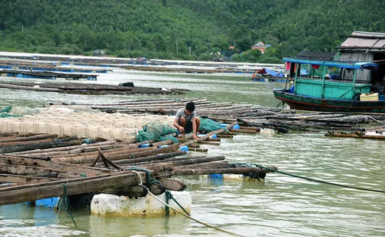 Nguy cơ tái diễn thiệt hại do thiên tai ở vùng nuôi thủy sản