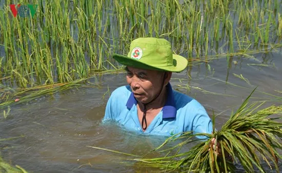 Hàng trăm ha lúa ở An Giang chìm trong nước lũ