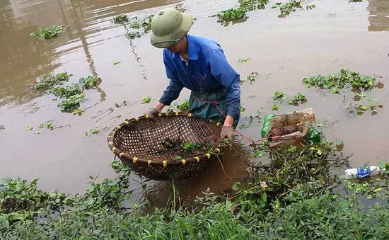 Người dân vùng đầu nguồn có thu nhập khá từ nghề đặt cua đồng