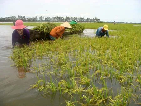 Đồng Tháp: Khẩn trương thu hoạch lúa, hạn chế thiệt hại trong cơn lũ lớn