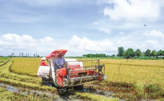 Hiệu quả từ liên kết trong sản xuất lúa gạo