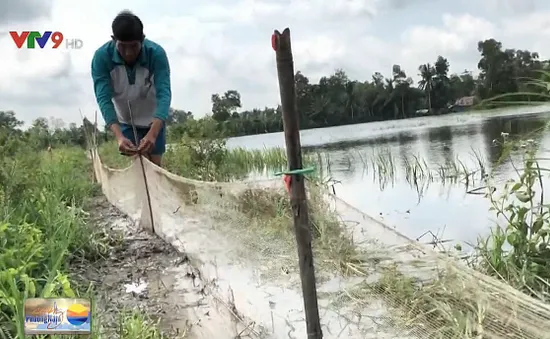 Lũ lớn, nông dân Hậu Giang nuôi cá trên ruộng thay lúa vụ 3