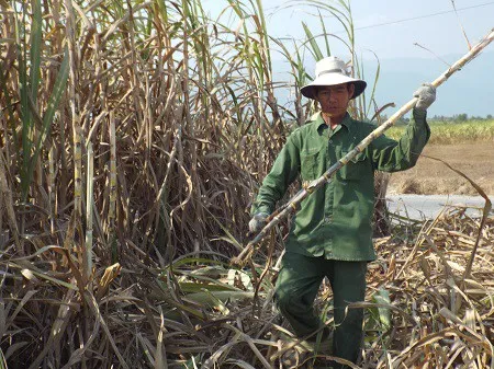 Hậu Giang thành lập tổ thu hoạch mía chạy lũ