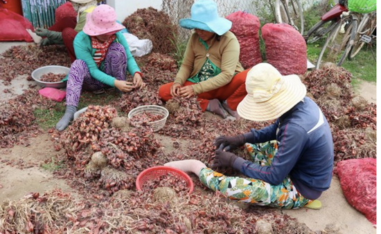 Hành tím mất giá mạnh, nông dân Ninh Thuận gặp khó