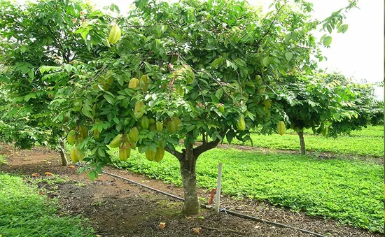 Những công dụng bất ngờ từ cây khế