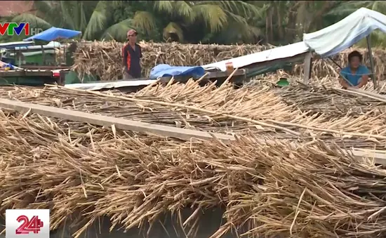 Mía mất mùa rớt giá, nông dân Hậu Giang "đứng ngồi không yên"