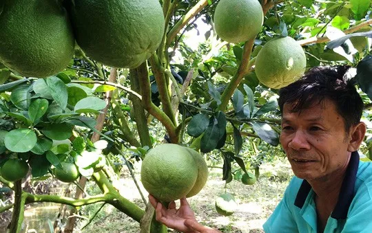 Nguy cơ "vỡ trận" cây có múi khi diện tích trồng không ngừng tăng