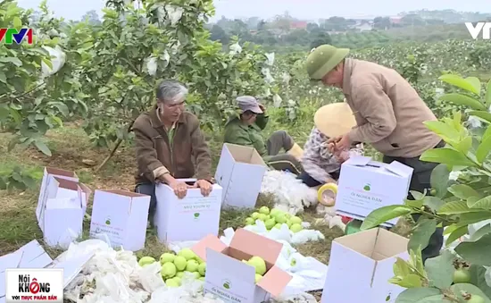 Mục sở thị quy trình trồng ổi an toàn tại Nghệ An