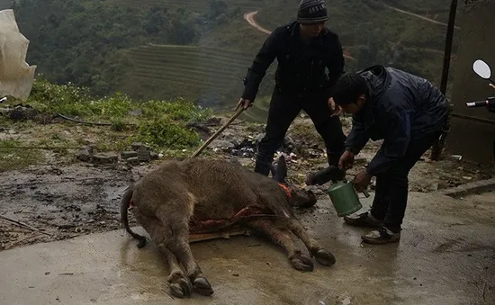 Lào Cai thêm 69 con gia súc chết vì rét