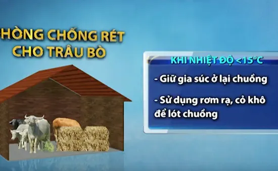 Các biện pháp chống rét cho trâu bò và rau màu