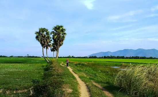 Độc đáo thốt nốt hình trái tim ở An Giang