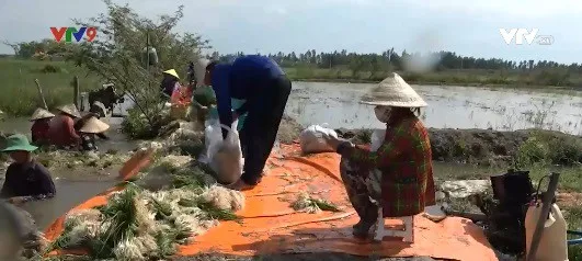 Đồng Tháp: Kiệu Tết ế hàng, nông dân chuyển sang bán lẻ