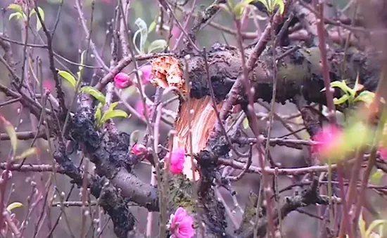 Bắc Ninh: Hàng trăm gốc đào bị chặt phá, người dân lo mất Tết