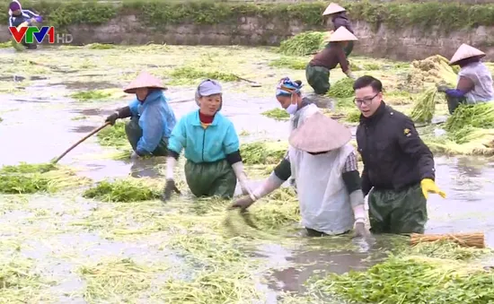 Ngày mới ở làng chuyên canh rau cần Hoàng Lương