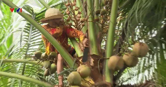 Người phụ nữ 60 tuổi mưu sinh trên ngọn dừa