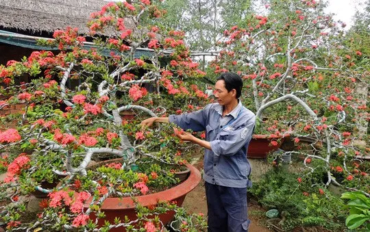 Cao điểm gom mua hoa kiểng bán Tết