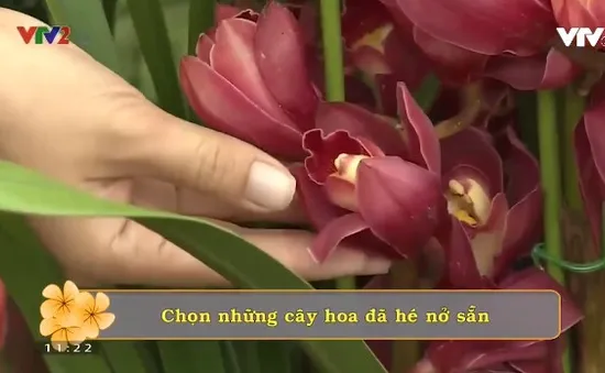 Bí kíp chọn các loại cây hoa chưng Tết