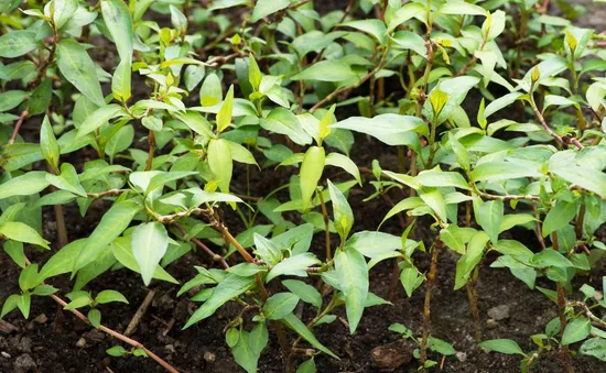 Hiểu thêm về công dụng chữa bệnh của rau răm