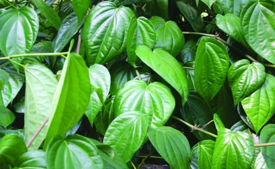 Tác dụng chữa bệnh “thần kì” của lá trầu không