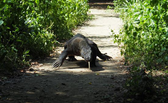 Hủy kế hoạch đóng cửa đảo rồng Komodo, Indonesia