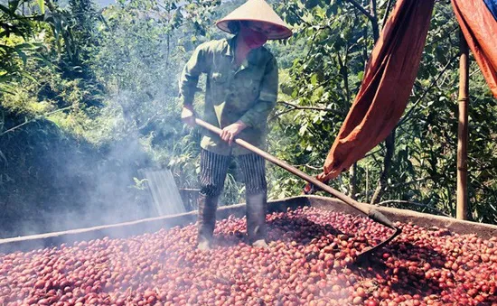 Vị Xuyên vào mùa thu hoạch thảo quả
