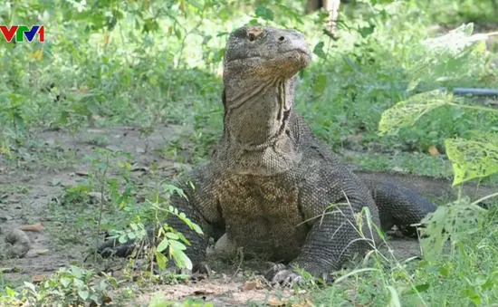 Indonesia sẽ xây dựng Bảo tàng rồng Komodo