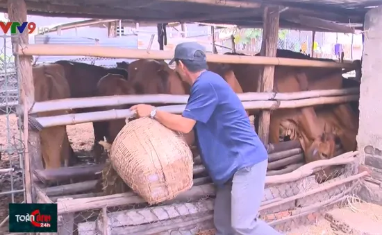 Hỗ trợ người chăn nuôi phát triển đàn bò thịt sau dịch tả lợn châu Phi