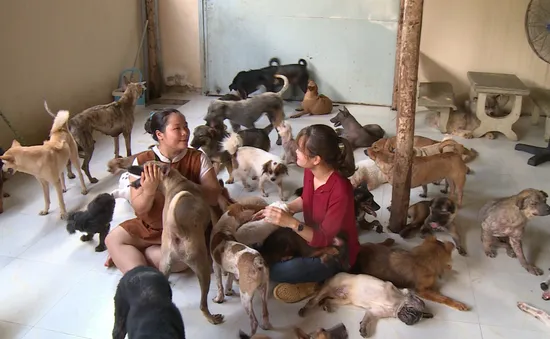 Nuôi hàng trăm chú chó tại SaigonTimes