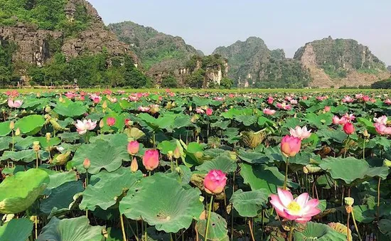 Lúa trải vàng, sen nở rộ giữa thu ở "thánh địa sống ảo Ninh Bình"