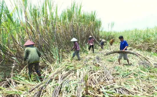 Hậu Giang khan hiếm nhân công thu hoạch mía