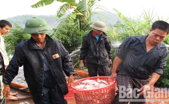 Bắc Giang: Giá thủy sản tăng nhẹ