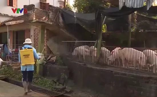 Bình Định: Tăng cường phòng chống dịch bệnh gia súc, gia cầm
