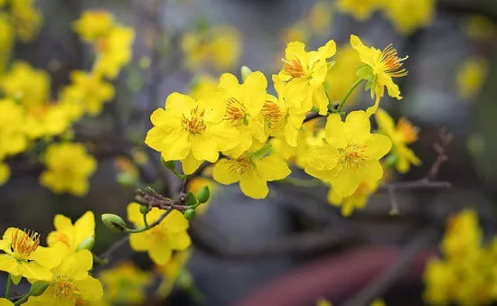 Mai vàng nở sớm bất thường tại ĐBSCL